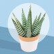 Les petits cactus, maquettes en papier 'Sophie et Martin'