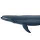 Baleine bleue, figurine PAPO 56037