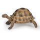 Tortue d'Hermann, figurine PAPO 50264