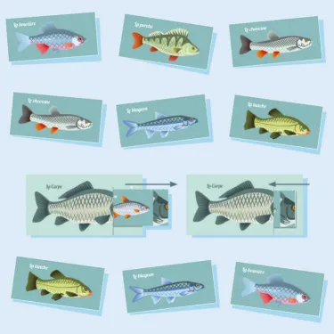 Les jolis poissons, kit minisuper 'Sophie et Martin'