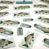 Les jolis poissons, kit minisuper 'Sophie et Martin'
