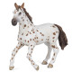 Jument apaloosa cheval PAPO 51509