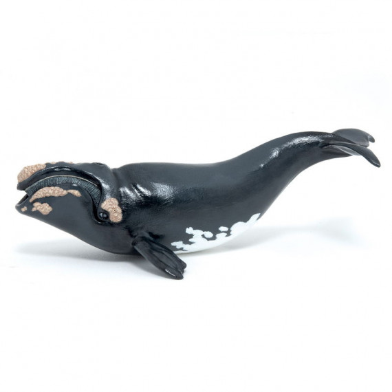 Jeune baleine franche de l'Atlantique nord, figurine PAPO 56057