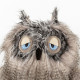 Miss Night Owl, hibou en peluche SIGIKID Kikeriki 42978