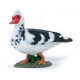 Canard de Barbarie, figurine PAPO 51189