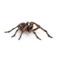 Araignée commune figurine PAPO 50292