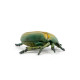 Cétoine dorée, figurine d'insecte PAPO 50290