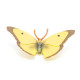 Papillon Souci, figurine PAPO 50288