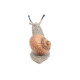 Escargot, figurine PAPO 50262
