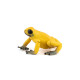 Grenouille équatoriale jaune, figurine PAPO 50174