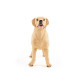 Labrador, figurine PAPO 54029
