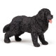Chien Terre-neuve, figurine PAPO 54018