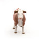 Taureau simmental PAPO 51142