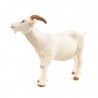 Chèvre blanche, figurine PAPO 51144