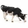 Vache noire et blanche broutant, PAPO 51150