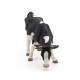 Vache noire et blanche broutant, PAPO 51150