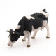 Vache noire et blanche broutant, PAPO 51150