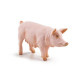 Truie, figurine PAPO 51188
