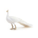 Paon blanc, figurine PAPO 51192