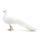 Paon blanc, figurine PAPO 51192