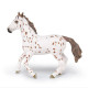 Jument apaloosa cheval PAPO 51509