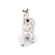 Jument apaloosa cheval PAPO 51509