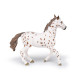 Jument apaloosa cheval PAPO 51509