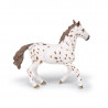 Jument apaloosa cheval PAPO 51509