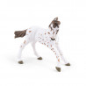 Poulain apaloosa cheval PAPO 51510