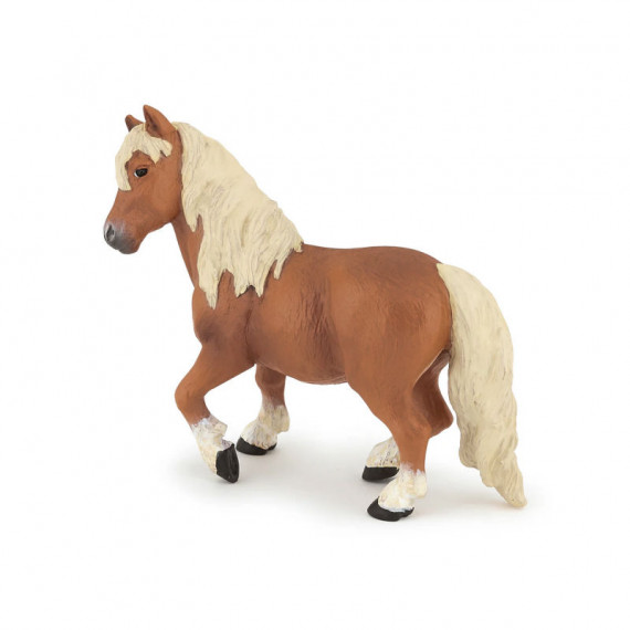 Poney Shetland, PAPO 51518