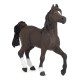 Cheval arabe, PAPO 51505
