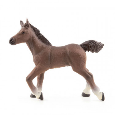 Poulain arabe, PAPO 51076