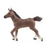Poulain arabe, PAPO 51076