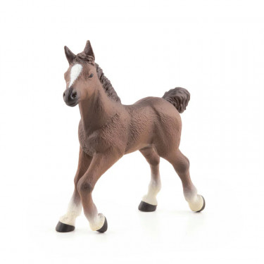 Poulain arabe, PAPO 51076