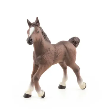 Poulain arabe, PAPO 51076