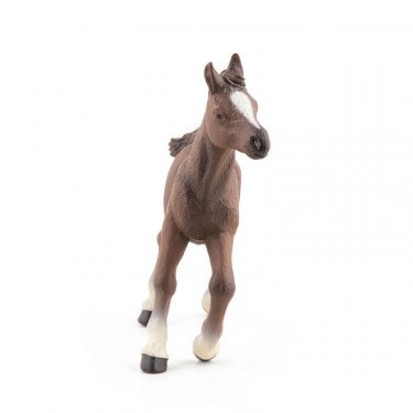 Poulain arabe, PAPO 51076