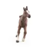 Poulain arabe, PAPO 51076