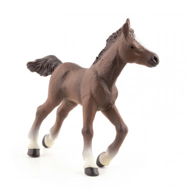 Poulain arabe, PAPO 51076