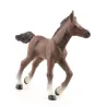 Poulain arabe, PAPO 51076