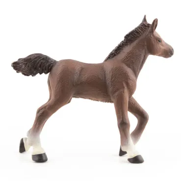 Poulain arabe, PAPO 51076