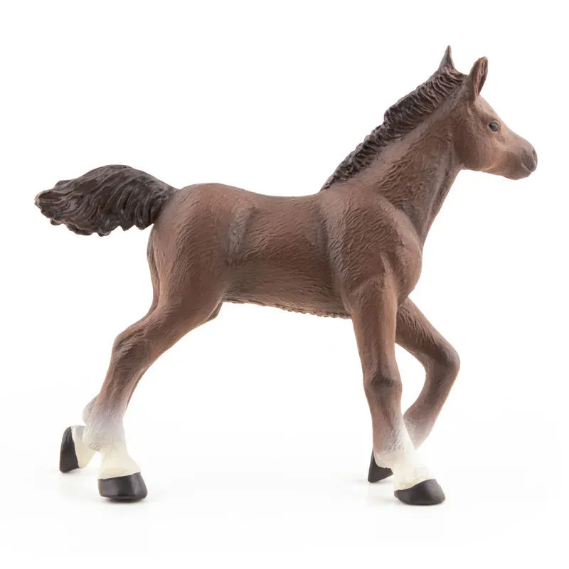 Poulain arabe, PAPO 51076