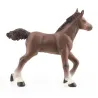 Poulain arabe, PAPO 51076