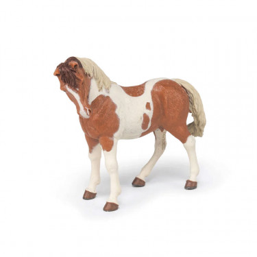 Jument Pinto, PAPO 51094