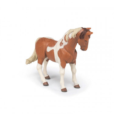 Jument Pinto, PAPO 51094