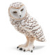 Harfang des neiges PAPO 50167