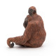 Orang-Outan PAPO 50120