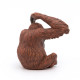 Orang-Outan PAPO 50120