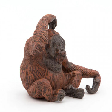 Orang-Outan PAPO 50120