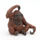 Orang-Outan PAPO 50120
