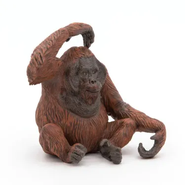 Orang-Outan PAPO 50120